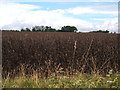 Crop field off Radley Green Road in CM1 4NW