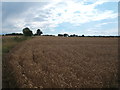 Cereal crop near Blow's Farm in CM1 3SH