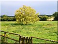 Willow and pond at Park Farm, Hunter's Hall, Norfolk in NR20 4NU