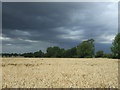 Cereal crop off Hastingwood Road in CM17 9GD