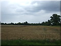 Partly harvested field near Start Farm in CM5 0DT