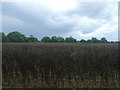 Crop field off Willingale Road in CM5 0SG