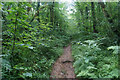 Path on Cothelstone Hill in TA4 3DT