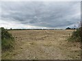 Cultivated arable field, Ulgham in Ulgham