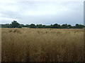 Cereal crop, Alders Farm in CM5 0PZ