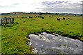 Cattle pasture at Swailend in AB21 7UU