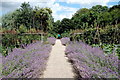 Tintinhull Garden: the lavender walk in BA22 8PX
