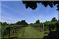 Vineyard at the foot of Doverow Hill in GL10 2JZ
