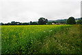 Oil seed rape near Terhill in TA4 3EB