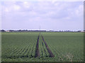 Tractor tracks and distant pylon in CB7 4SN