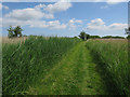 Reserve path, Upton Fen in NR13 6EQ