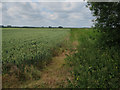 Wheat field, South Walsham Marshes in NR13 6EQ