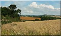 Wheat near Bamfield House in EX6 7YA