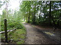 Serpent Trail heads west through Ridge Plantations in GU27 3PS