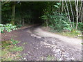 Junction of path with track in Ridge Plantations in GU27 3PS
