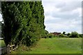 Line of Poplars at Sugar Hill Farm in Heworth Without
