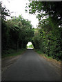 West through a tunnel of trees in NR13 6EZ