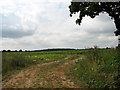 Farmland south of Rackheath Lane in NR12 7BF