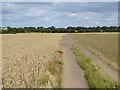 Farm track near Merrybent in Low Coniscliffe and Merrybent