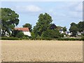 Field of wheat near Merrybent in Low Coniscliffe and Merrybent