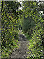 Footpath alongside disused Railway Line in S72 8RL