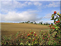 Arable farmland east of Wallington Newhouses in Wallington Demesne