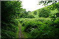 Path in Smith's Combe in TA5 1EQ