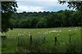 Sheep in a field near the Wrekin in TF6 5AW
