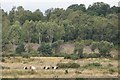 Cattle on Chobham Common in GU24 8TU