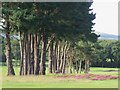 Line of conifers, Shanklin and Sandown Golf Club, Isle of Wight in PO36 9PR