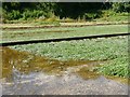 West Lea watercress beds in SO24 0QS
