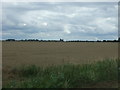 Crop field, Wimblington Fen in PE15 0JR