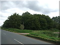 Woodland beside Fodder Fen Road in PE15 0HQ