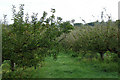 Apple Orchard, north of Flitcham in PE31 6BX