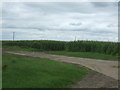 Track and maize crop, Elm Grove Farm in PE15 0HH