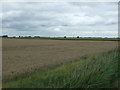 Cereal crop, Cranmore Lots in PE15 0HN