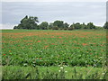 Poppies in crop field, Honey Hill in Chatteris North & Manea Ward