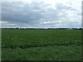 Crop field off Byall Fen Drove in PE15 0JZ