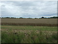 Cereal crop near Hill Farm, Ferry Hill in Chatteris South Ward