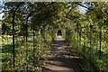 The rose corridor in the garden at Nonsuch Park in SM3 8DP
