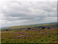 Cows on Darren Ddu in NP13 3BY