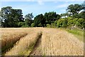 Field of barley at Drumhead in G82 5HQ