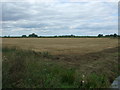 Stubble field, South Fen Farm in CB6 2NZ