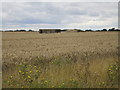 Pill box in a wheatfield in YO25 8DQ