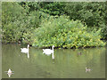 Swans on the lake in Golden Acre Park in LS16 9JY