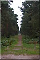 Forest track, Shouldham Warren in PE33 0DG