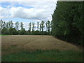 Cereal crop, Haddenham in CB6 3SY