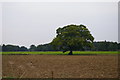 Oak tree in field in PE33 0DY