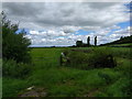 Fields and a pair of swans on Hay Moor in TA3 6LA