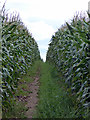 Walking through the corn in St. Sampson
